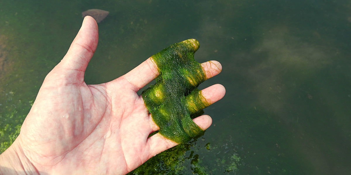 How to Control Algae in Your Pond SANADROP